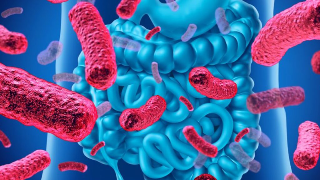 Microbiote intestinal : comprendre son impact sur votre santé